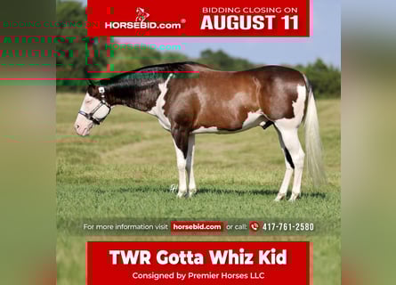 American Paint Horse, Wallach, 11 Jahre, 152 cm, Overo-alle-Farben