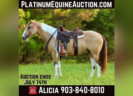 American Paint Horse, Wallach, 12 Jahre, 147 cm, Buckskin