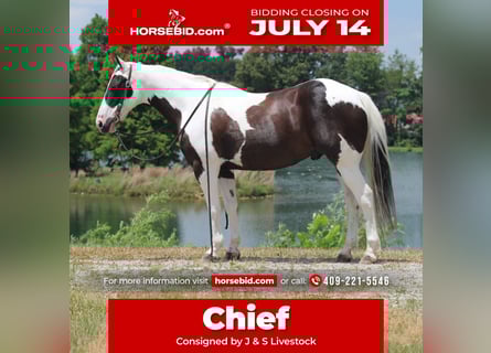 American Paint Horse, Wallach, 12 Jahre, 147 cm