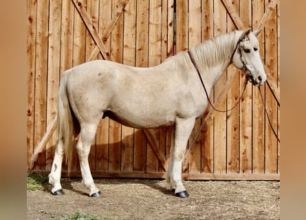 American Paint Horse, Wallach, 12 Jahre, 155 cm, Palomino