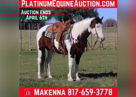 American Paint Horse, Wallach, 13 Jahre, Tobiano-alle-Farben