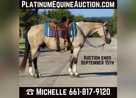 American Paint Horse, Wallach, 14 Jahre, 152 cm, Buckskin