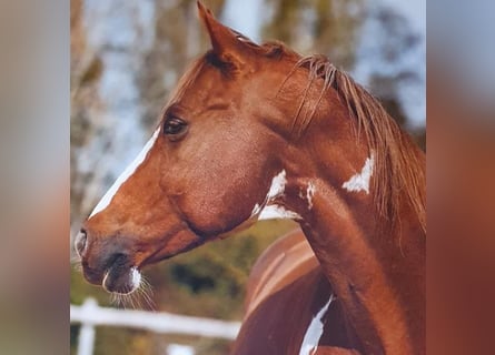 American Paint Horse, Wallach, 17 Jahre, Brauner