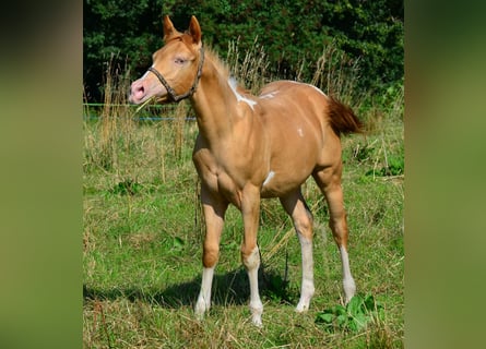 American Paint Horse, Wallach, 1 Jahr, 156 cm, Schecke