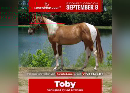 American Paint Horse, Wallach, 2 Jahre, 142 cm, Schecke