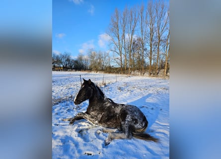 American Paint Horse, Wallach, 2 Jahre, 155 cm, Buckskin