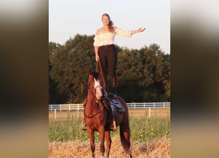 American Paint Horse Mix, Wallach, 3 Jahre, 150 cm, Dunkelbrauner