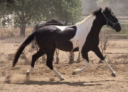 American Paint Horse, Wallach, 3 Jahre, Tovero-alle-Farben