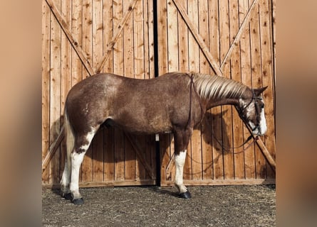 American Paint Horse, Wallach, 4 Jahre, 165 cm, Overo-alle-Farben