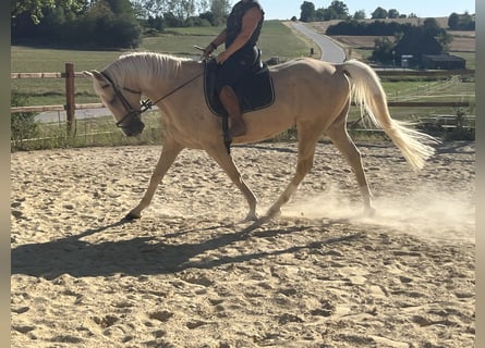 American Paint Horse, Wallach, 4 Jahre, 165 cm, Palomino