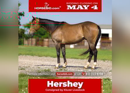 American Paint Horse, Wallach, 4 Jahre, Buckskin