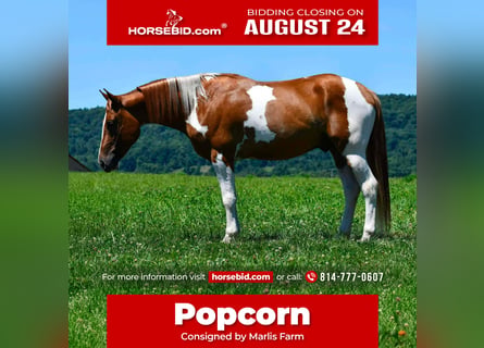 American Paint Horse, Wallach, 5 Jahre, 142 cm, Schecke