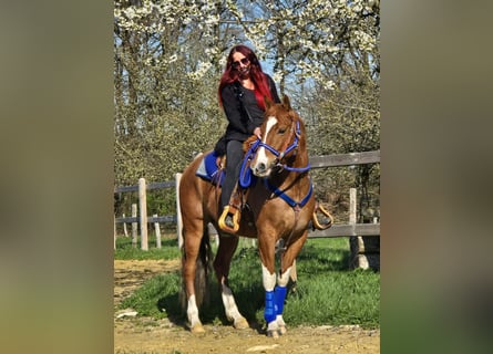 American Paint Horse Mix, Wallach, 5 Jahre, 155 cm, Schecke