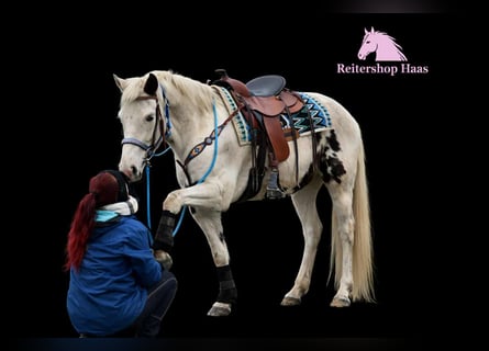 American Paint Horse Mix, Wallach, 5 Jahre, 156 cm, Schecke