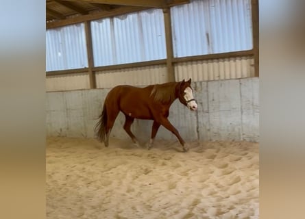 American Paint Horse, Wallach, 5 Jahre, 157 cm, Overo-alle-Farben