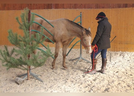 American Paint Horse, Wallach, 5 Jahre, 158 cm, Champagne