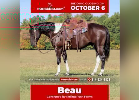 American Paint Horse, Wallach, 6 Jahre, 157 cm