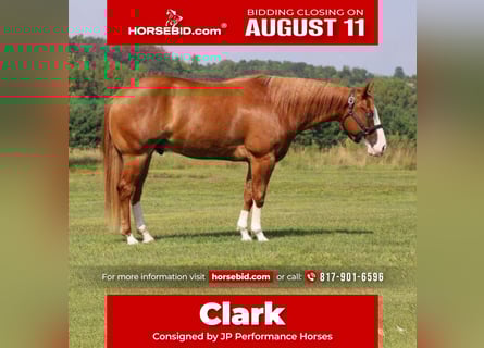 American Paint Horse, Wallach, 7 Jahre, 155 cm, Overo-alle-Farben