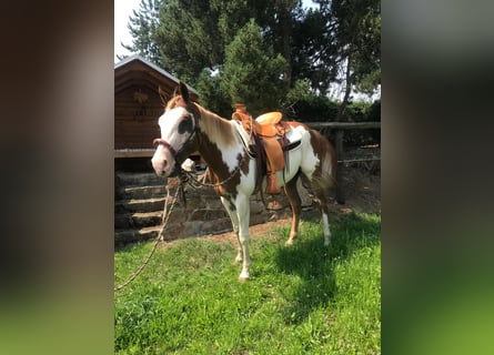 American Paint Horse, Wallach, 7 Jahre, 160 cm, Overo-alle-Farben