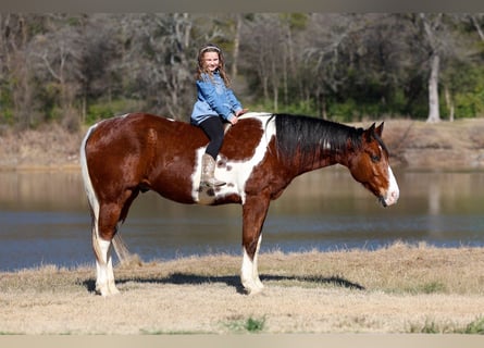 American Paint Horse, Wallach, 7 Jahre, Tobiano-alle-Farben