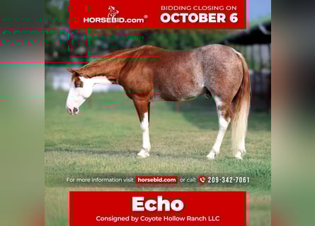 American Paint Horse, Wallach, 8 Jahre, 142 cm