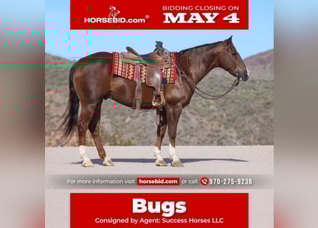 American Paint Horse, Wallach, 8 Jahre, 152 cm, Dunkelfuchs