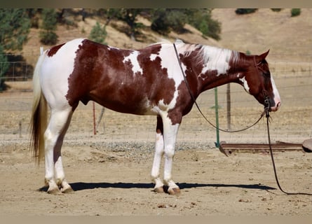 American Paint Horse, Wallach, 8 Jahre, 152 cm, Tobiano-alle-Farben