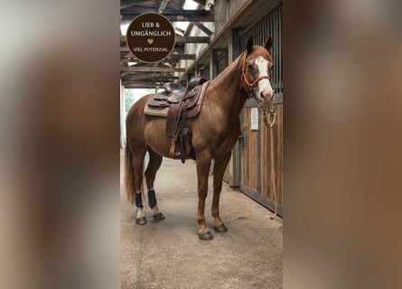 American Paint Horse, Wallach, 8 Jahre, 153 cm, Fuchs