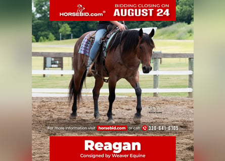 American Paint Horse, Wallach, 8 Jahre, Roan-Bay