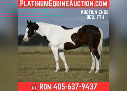 American Paint Horse, Wallach, 8 Jahre, Tobiano-alle-Farben