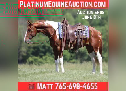 American Paint Horse, Wallach, 9 Jahre, 150 cm, Tobiano-alle-Farben