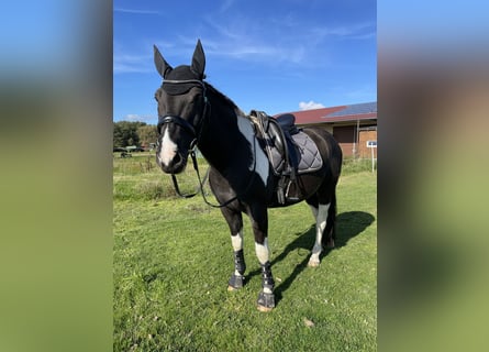 American Paint Horse, Wallach, 9 Jahre, 156 cm, Tobiano-alle-Farben