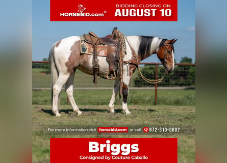 American Paint Horse, Wallach, 9 Jahre, Schecke