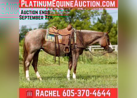 American Paint Horse, Yegua, 12 años, 157 cm, Ruano alazán