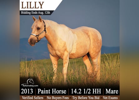 American Paint Horse, Yegua, 13 años, 150 cm, Palomino
