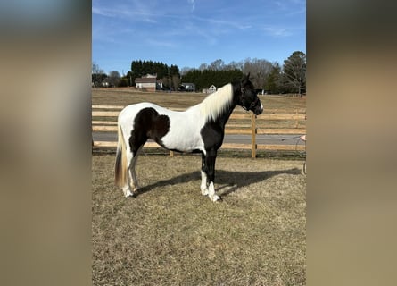 American Paint Horse, Yegua, 13 años, 157 cm, Tobiano-todas las-capas