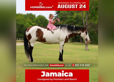 American Paint Horse, Yegua, 15 años, 142 cm, Overo-todas las-capas