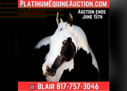 American Paint Horse, Yegua, 15 años, Tobiano-todas las-capas