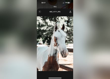 American Paint Horse, Yegua, 2 años, 155 cm, Tovero-todas las-capas