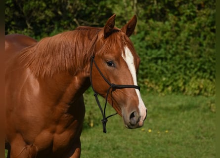 American Paint Horse, Yegua, 3 años, 153 cm, Alazán