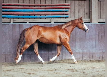 American Paint Horse, Yegua, 5 años, 146 cm, Alazán