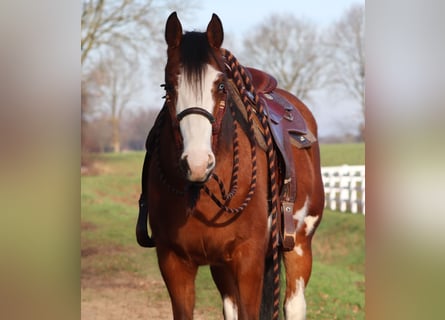 American Paint Horse Mestizo, Yegua, 5 años, Tobiano-todas las-capas