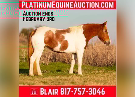 American Paint Horse, Yegua, 7 años, 145 cm, Tobiano-todas las-capas