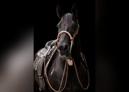 American Paint Horse, Yegua, 8 años, 148 cm, Tobiano-todas las-capas