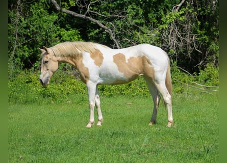 American Paint Horse, Yegua, 9 años, 150 cm, Palomino