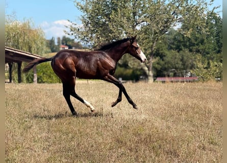 American Paint Horse, Yegua, Potro (04/2026), 155 cm, Castaño