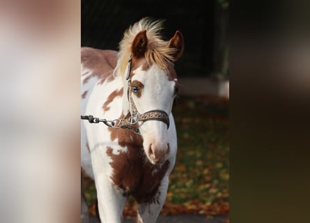 American Paint Horse, Yegua, Potro (05/2025), 155 cm, Overo-todas las-capas