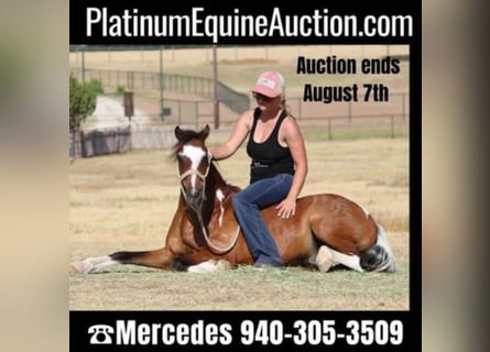 American Quarter Horse, Castrone, 10 Anni, 107 cm, Tobiano-tutti i colori