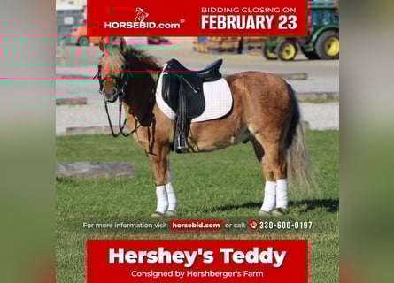 American Quarter Horse Mix, Castrone, 10 Anni, 132 cm, Pelle di daino