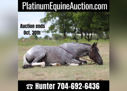 American Quarter Horse, Castrone, 10 Anni, 135 cm, Roano blu